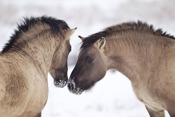 Heck Horse Breed